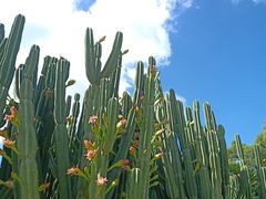 -松山湖梦幻百花洲