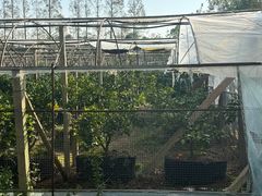 -前小桔亲子创意农场·草莓采摘·露营烧烤