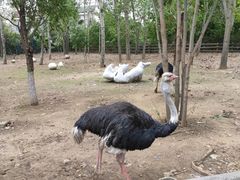 -大连森林动物园