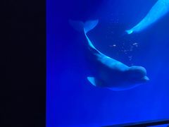 -大连圣亚海洋世界