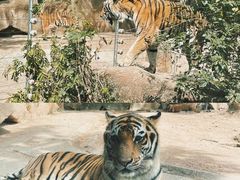 -荆州中山公园动物园