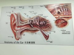 -自然之声助听器·呼吸机(康桥旗舰店)