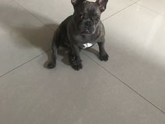 -PETKIT 小佩宠物·低压洗护·美容·寄养(安远店)