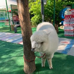 -萌宠亲子动物乐园(槐房万达店)