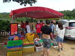 -从化深英荔枝黄皮龙眼采摘园