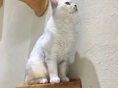 -藏猫猫咖啡主题馆(中央大道店)