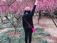 -香雪海