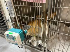 -康成宠物医院24H·CT·核磁共振