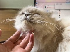 -楼上猫咖(罗湖店)