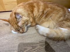 -MOCHA明星猫咖(田子坊店)