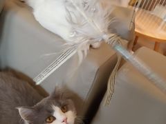 -猫腻·猫咖·撸猫馆(星光大道店)