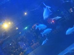 -白鹿仓冰雪海洋世界