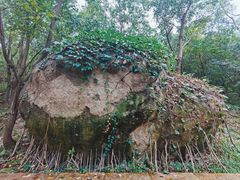 -白水寺森林公园