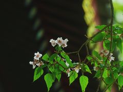 -颐和园