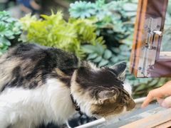 -猫的天空之城概念书店(苏州平江店)