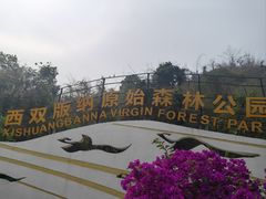 -西双版纳原始森林公园
