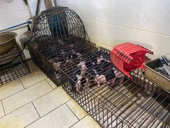 -黄记四更烤乳猪店