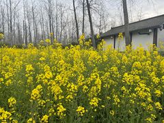 -合肥滨湖国家森林公园