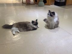 -藏猫猫咖啡主题馆(中央大道店)