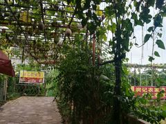 润记农家菜瓜果长廊-润记农家菜