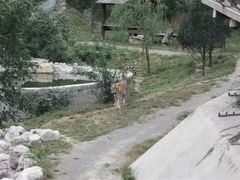 -石家庄市动物园