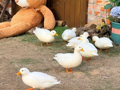 -HERRE·FARM 赫尔露营农场·团建聚会包场