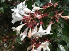 android_upload_pic-白塘生态植物园