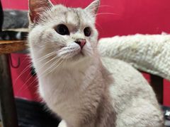 -猫色咖啡·猫咖