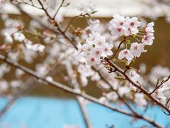 -锦江乐园(地铁站)