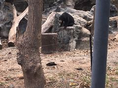 -清迈夜间动物园