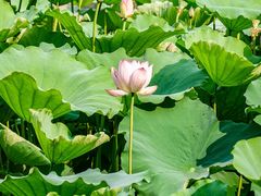 -荔湾湖公园