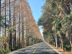 -上海海湾国家森林公园