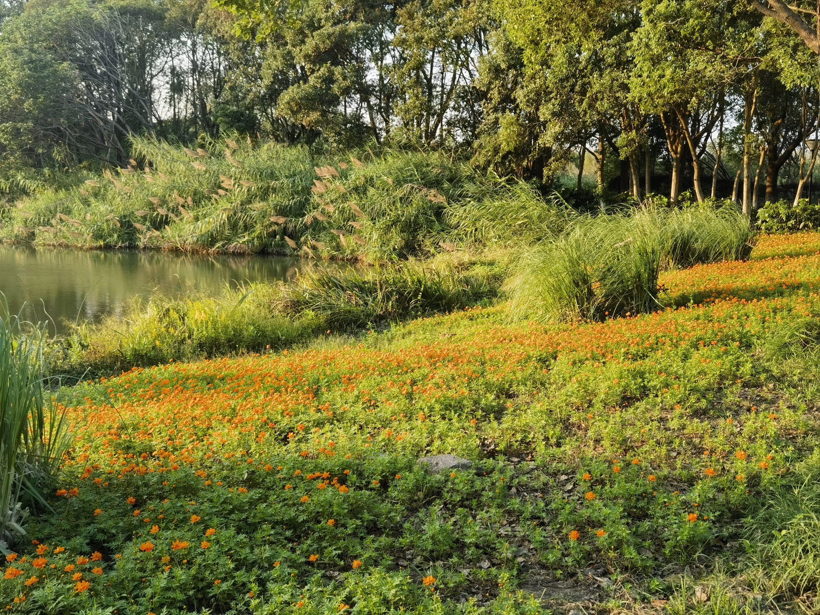 风景如画的沙家浜