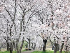 -顾村公园