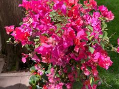 -一尺花园(安和花园店)