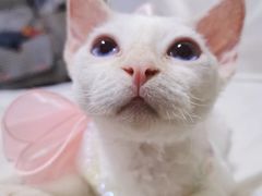 -宠福鑫康馨动物医院·骨科·眼科