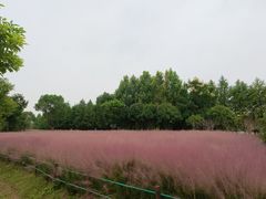 -南湖湿地公园