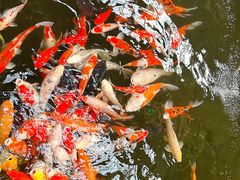 -南宫五洲植物乐园