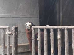 -昆明动物园