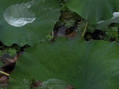 -陶辛水韵