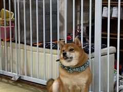 -逗柴咖啡屋·狗咖猫咖宠物桌游