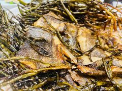 葱烤鸦片鱼头-新吉士·上海菜(浦东LCM置汇旭辉店)