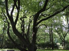 -徐家汇源景区-衡山公园