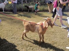 -前小桔亲子创意农场·草莓采摘·露营烧烤