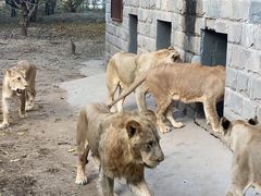-北京野生动物园