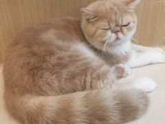 -飞行喵MR PILOT|猫舍·猫咖(静安大融城店)