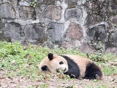 -都江堰中华大熊猫苑