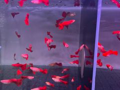 -大自然花鸟鱼虫市场