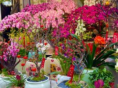 -溪岸路花鸟市场