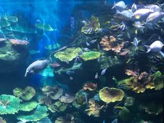 -暹罗海洋世界